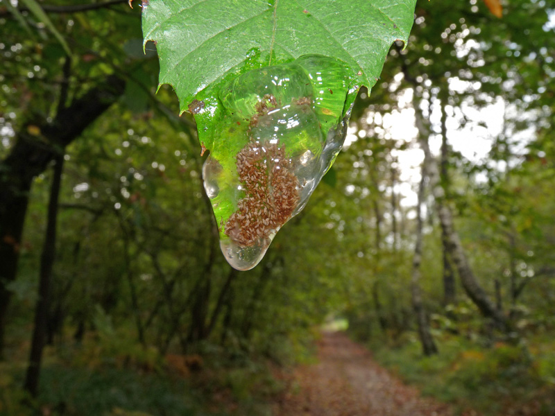 Larve di tricottero Limnephilidae nel sottobosco